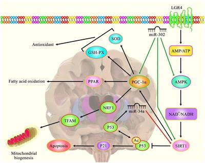 The emerging role of long non-coding RNAs, microRNAs, and an accelerated epigenetic age in Huntington’s disease